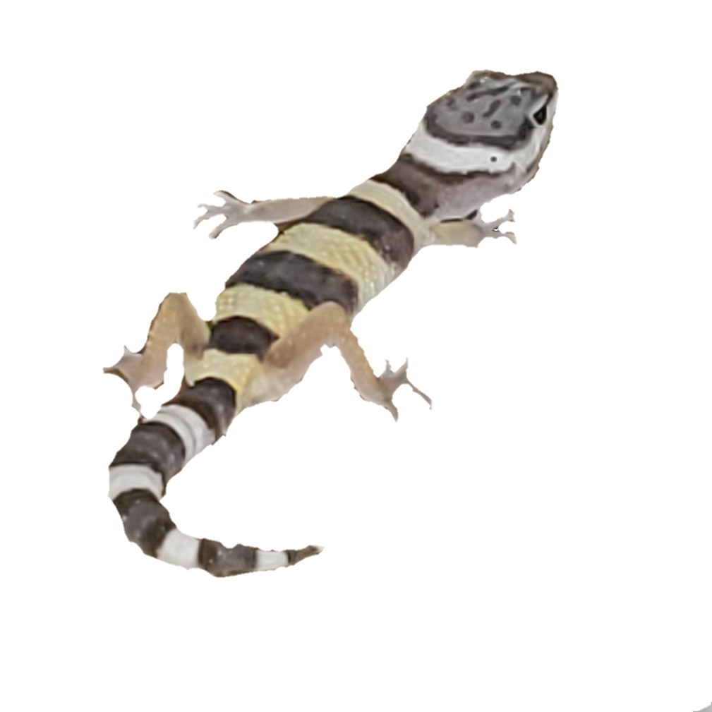 Leopard Lizards Png Isolated Hd (silver, black)