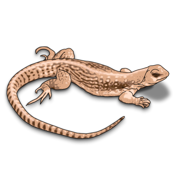 Leopard Lizards Png Photo (black, salmon)