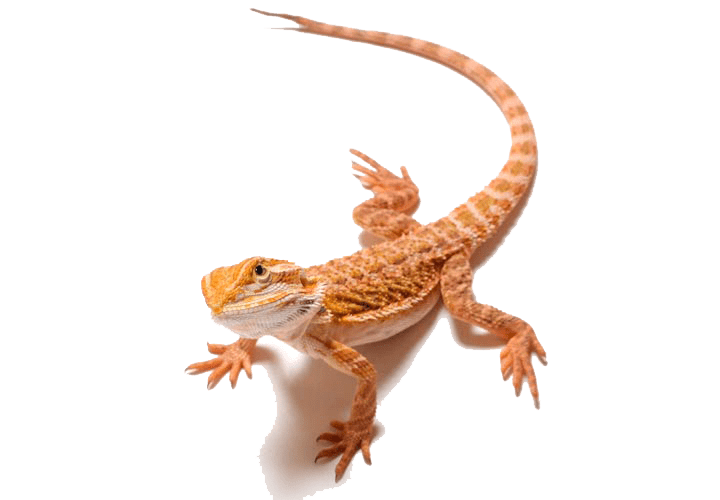 Leopard Lizards Png Photos (gray)