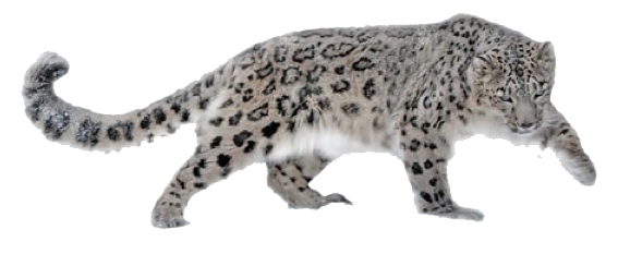 Leopard Png Hd (white, lavender)