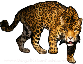 Leopard Png Transparent Image (black)