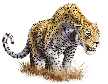 Leopard Transparent Background (black)