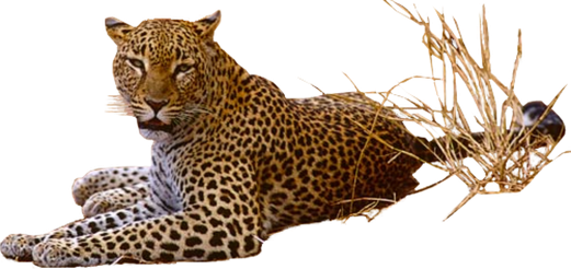 Leopard Transparent Png (maroon, black)