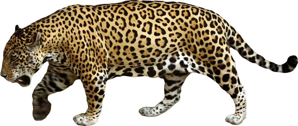 Leopards Download Png Image (black)