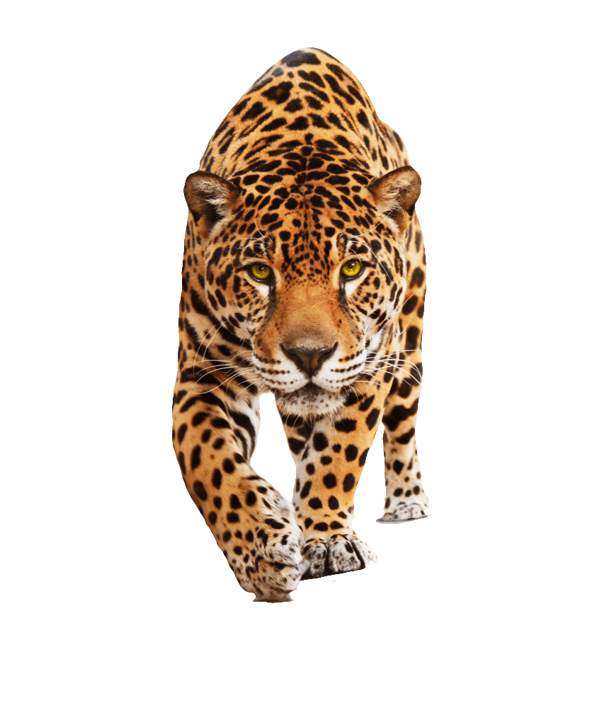 Leopards Png File (maroon, black)