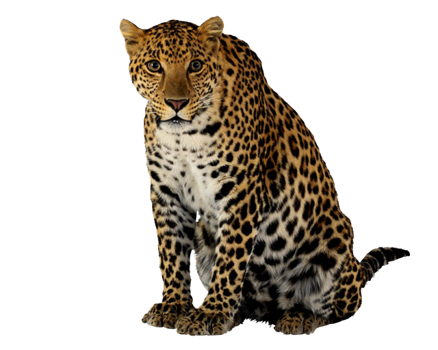 Leopards Png Free Download (black)