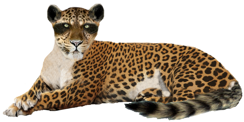 Leopards Png Hd Isolated (silver, black, olive)