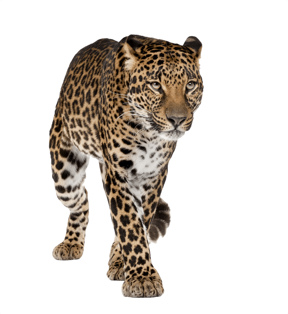 Leopards Png Image (black)