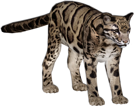 Leopards Png Isolated File (black)