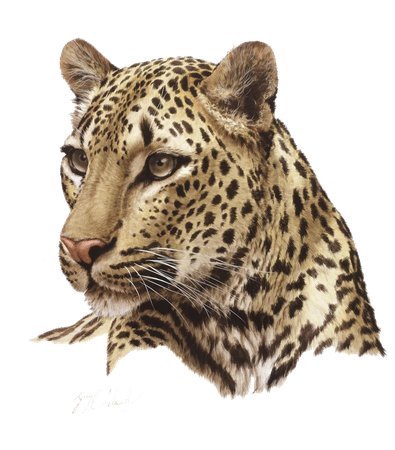 Leopards Png Isolated Pic (indigo, black)