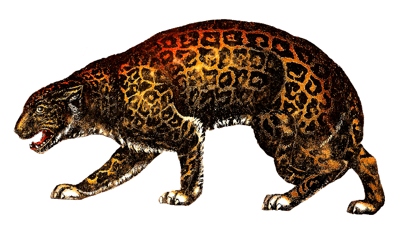 Leopards Png Photo (black)