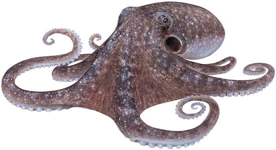 Cephalopod Png Hd (white, gray)