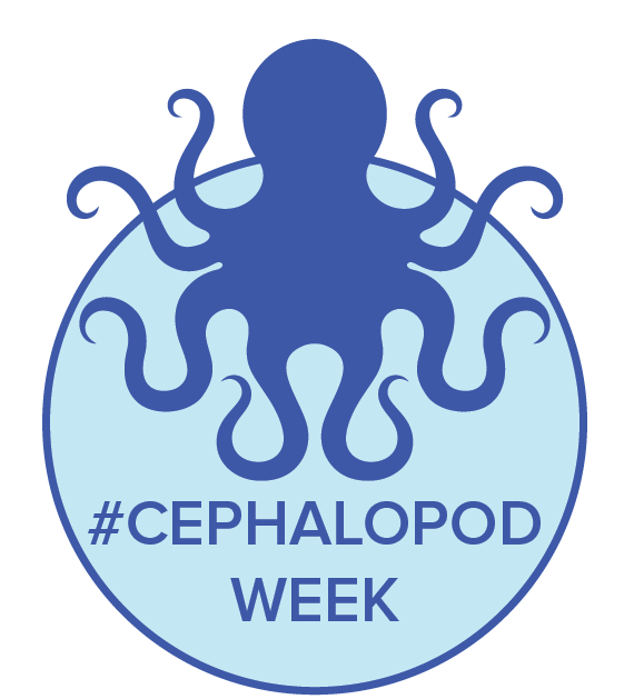 Cephalopod Png Image (white, teal, lavender)