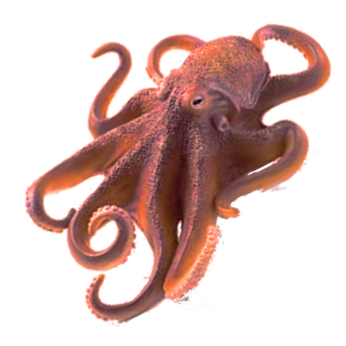 Cephalopod Png Isolated Image (white, beige, pink)