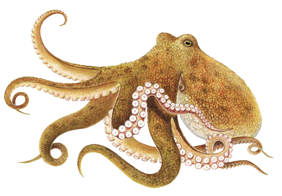 Cephalopod Png Isolated Photo (black, white)