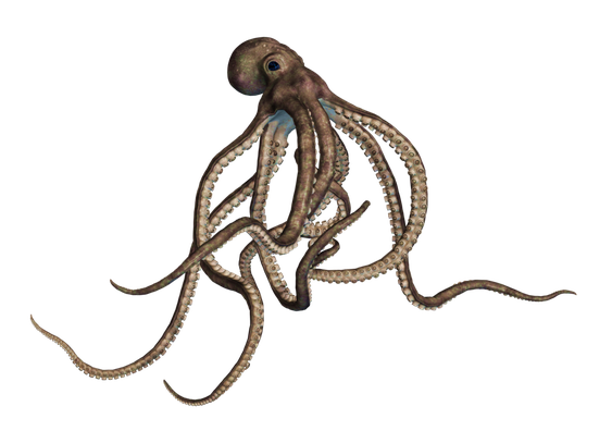 Cephalopod Png Pic (black, maroon)