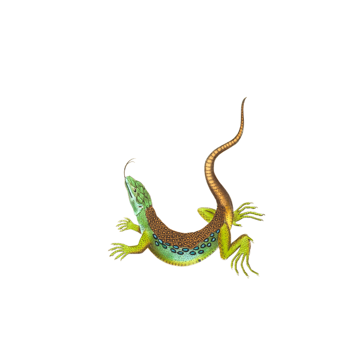 Reptile Png Clipart (black)