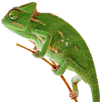 Reptile Png Hd Isolated (olive, black)