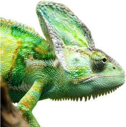 Reptile Png Isolated File (silver, black)