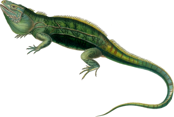 Reptile Png Photos (black)