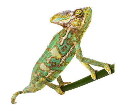 Reptile Png Transparent (black)