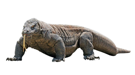 Reptile Transparent Png (black)