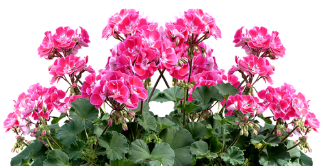 Geranium Download Png Image (violet, black, olive, salmon)