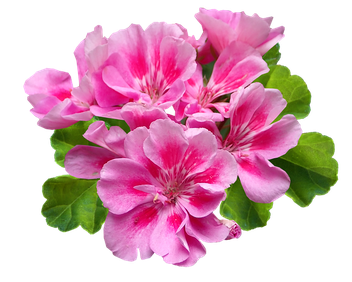 Geranium Png File (black, plum, pink)