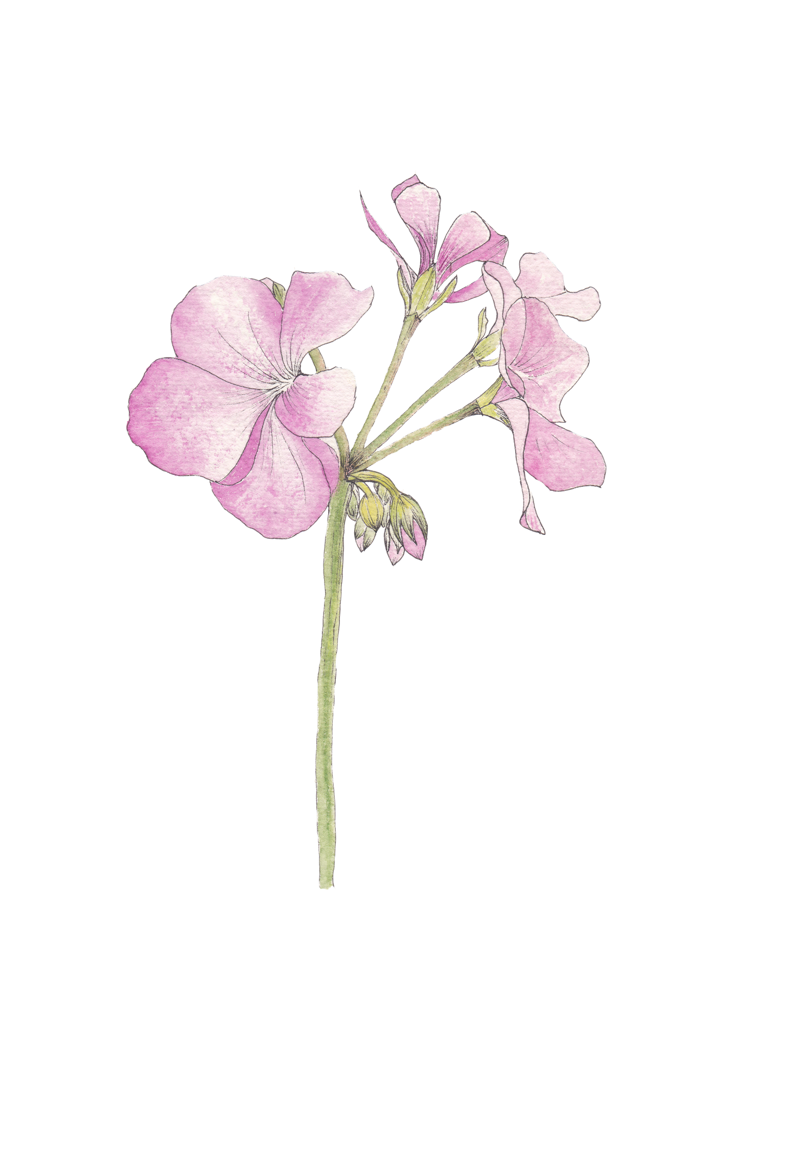 Geranium Png Free Download (black, beige, pink, white)