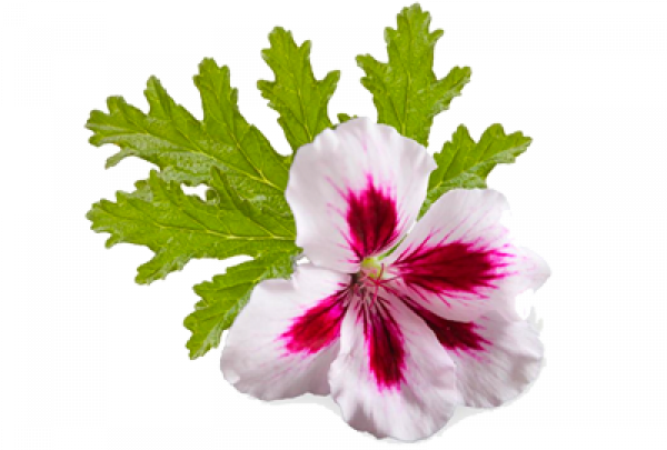 Geranium Png Hd Isolated (black, olive)