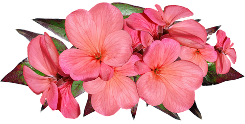 Geranium Png Hd (black, salmon, pink)