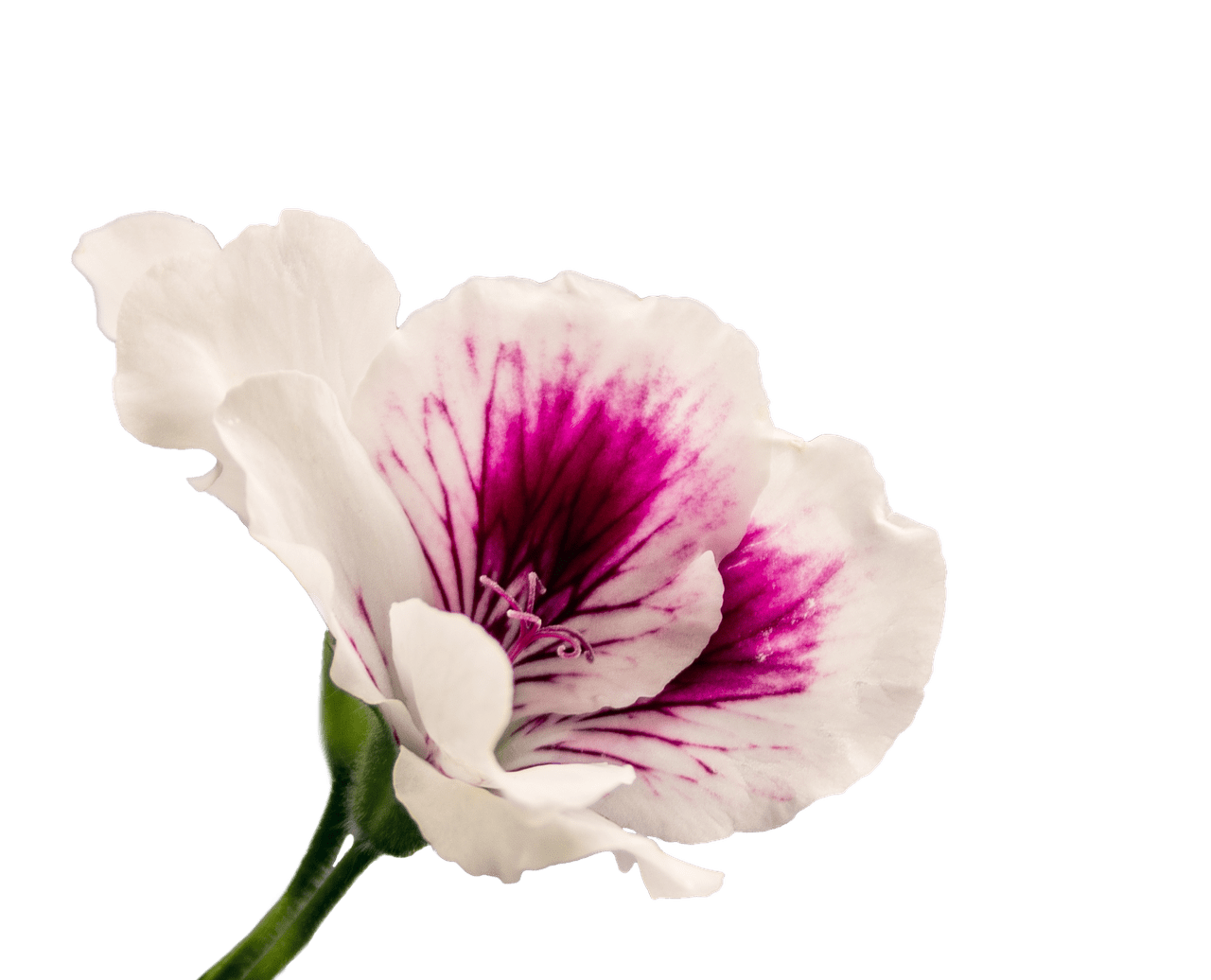 Geranium Png Image (beige, gray)