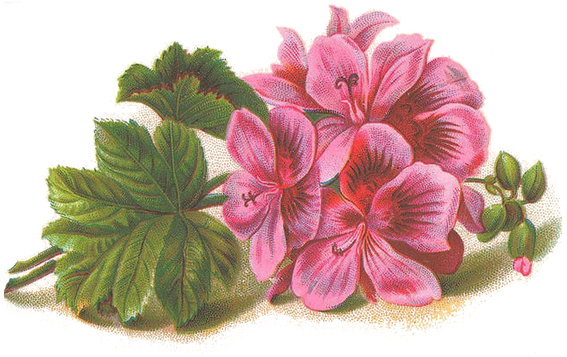 Geranium Png Isolated File (black, gray)