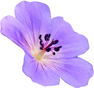 Geranium Png Isolated Image (black, plum)