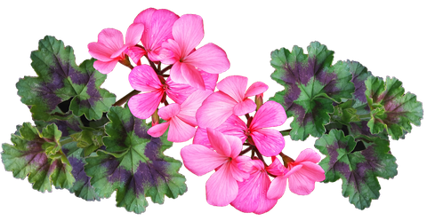 Geranium Png Photo (violet, black)