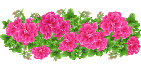 Geranium Png Pic (black, salmon)