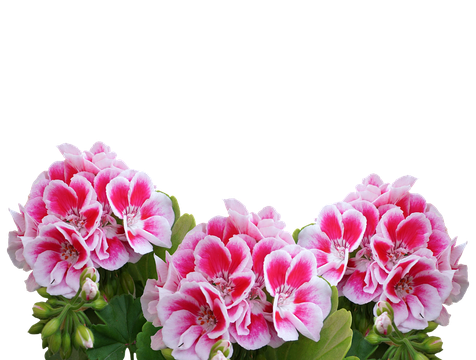 Geranium Png Picture (black, silver, lavender)