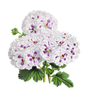 Geranium Transparent Png (black, silver, lavender)