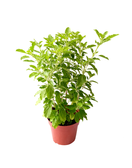 Herb Basil Leaf Pot Transparent Png (black, olive)