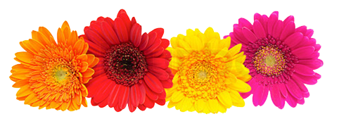 Gerbera Png Clipart (gold, orange, white)