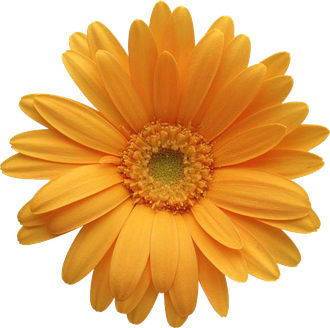 Gerbera Png File (black, chocolate, orange)