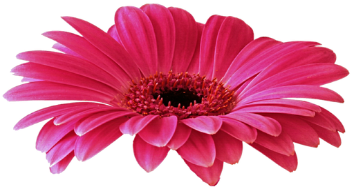 Gerbera Png Free Download (black, maroon, chocolate, salmon)