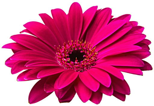 Gerbera Png Hd (black, maroon, purple, red)