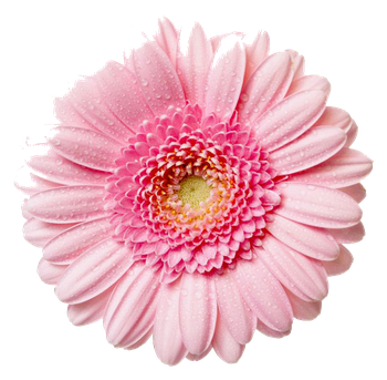 Gerbera Png Image (black, beige, pink)