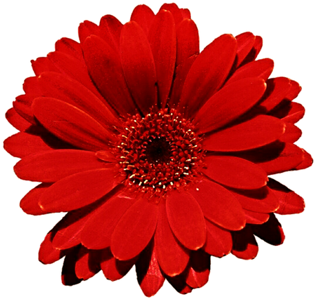 Gerbera Png Photo (black, red)