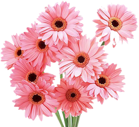 Gerbera Png Photos (black, salmon, pink)