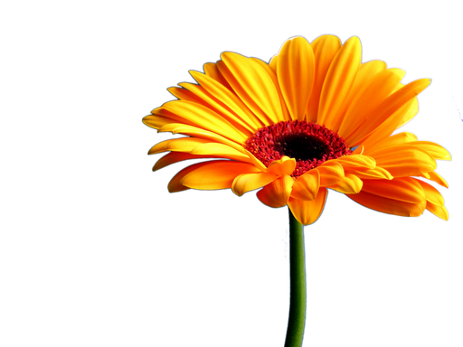 Gerbera Png Pic (black, orange)