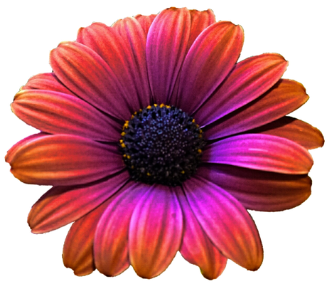 Gerbera Png Picture (black, purple)