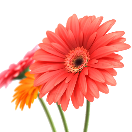 Gerbera Png Transparent Image (black, salmon)