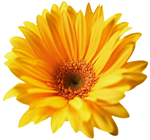 Gerbera Png Transparent (black, gold, orange)